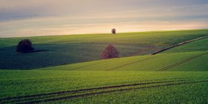 דסמנית - לקדם בגוגל עסק חדש, בלי מתחרים