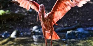 דסמנית - קידום העסק שלך בגוגל אורגני