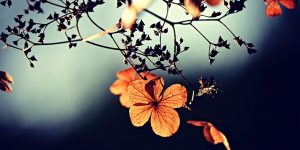 דסמנית - קידום העסק שלך בגוגל אורגני 2