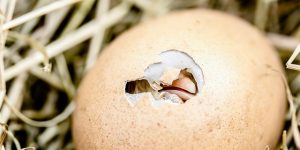 דסמנית - קידום אורגני בגוגל פעם והיום